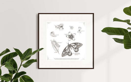 CUADRO MARIPOSA MONARCA