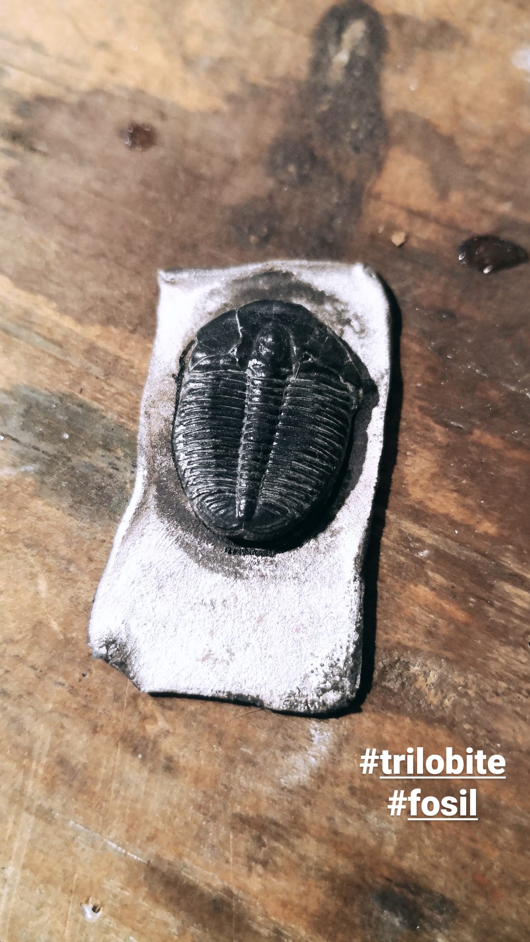 Collar trilobite